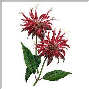 Bergamot=