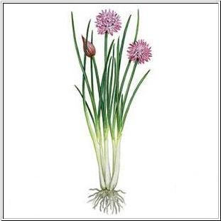 Chives=