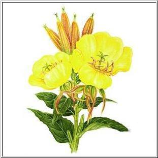 Evening Primrose=