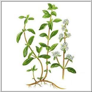 Marjoram=
